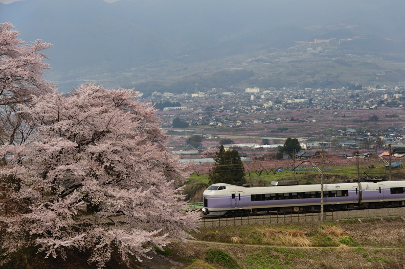 甚六桜2012_f0051917_2411196.jpg