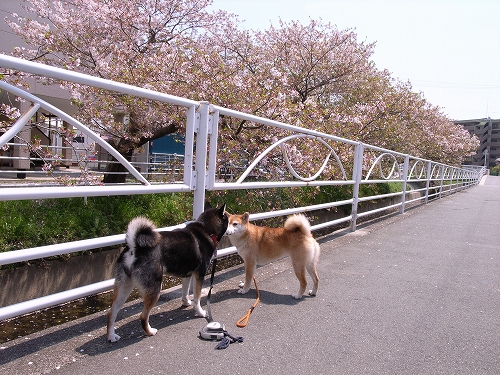b0225620_6253290.jpg