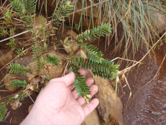 Melaleuca gnidioides?渓流性木本type1_d0187020_8374546.jpg