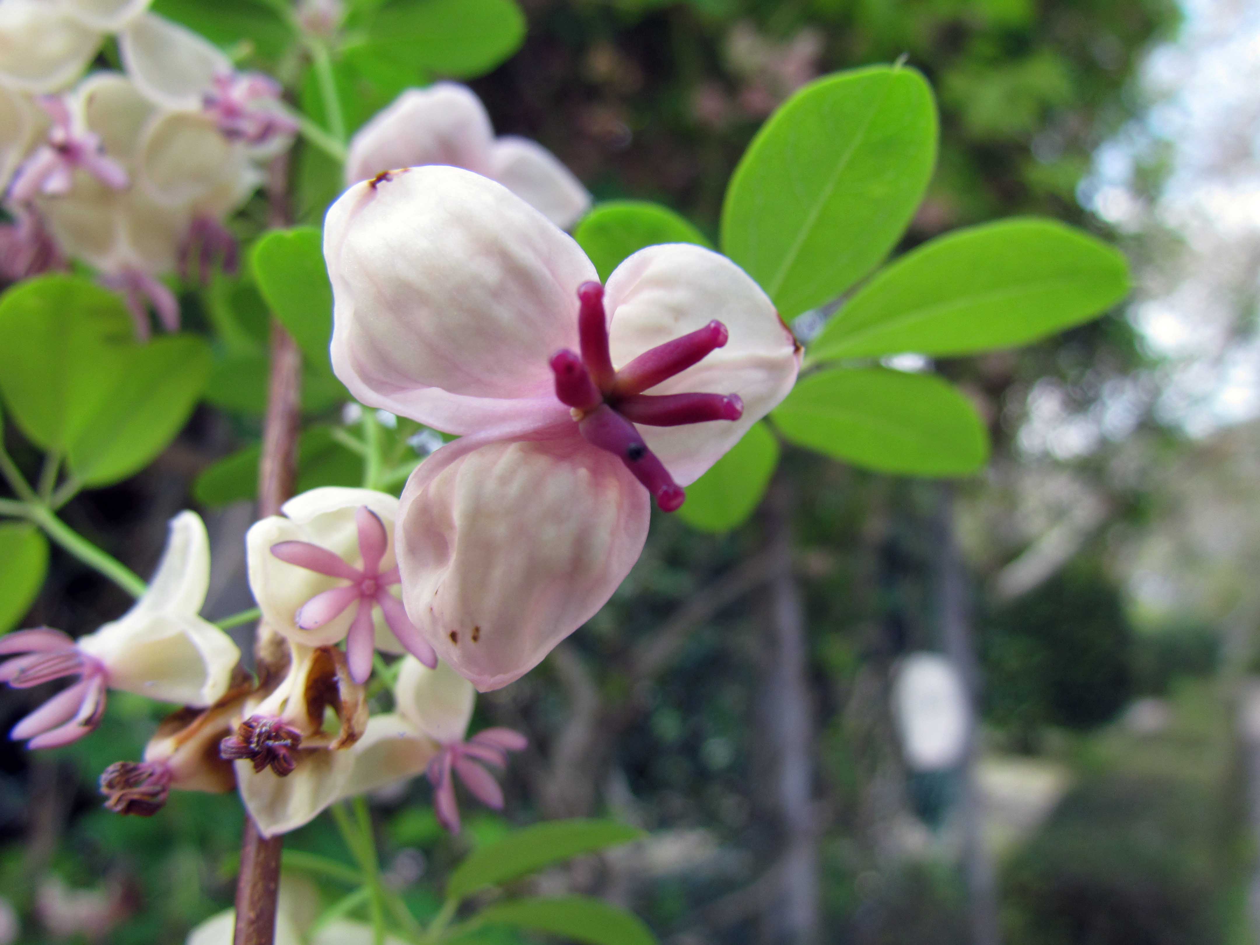 アケビの花_e0008820_20452095.jpg