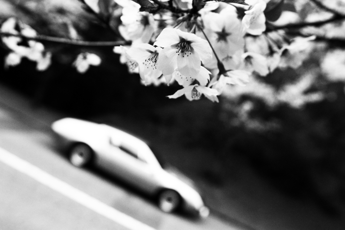 Sakura road_e0190023_23484313.jpg