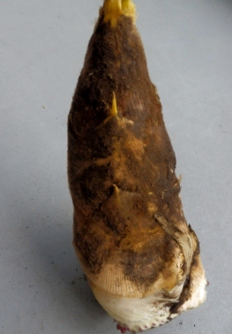 b0244227_2052982.jpg