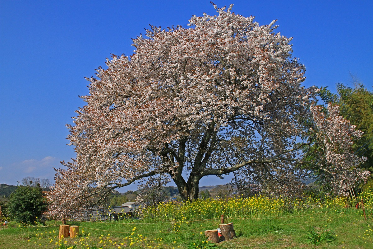 c0104227_830316.jpg