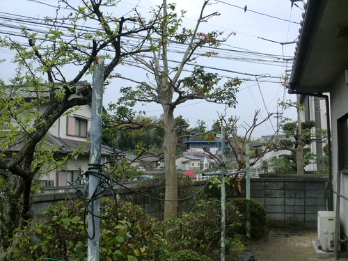 廿日市市 K様邸剪定作業_d0125228_2230750.jpg