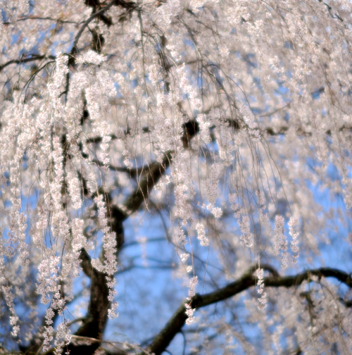 京都の桜2012_e0104529_22492241.jpg