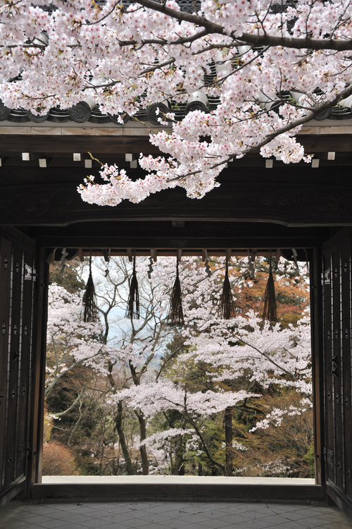 京都の桜2012_e0104529_22494953.jpg