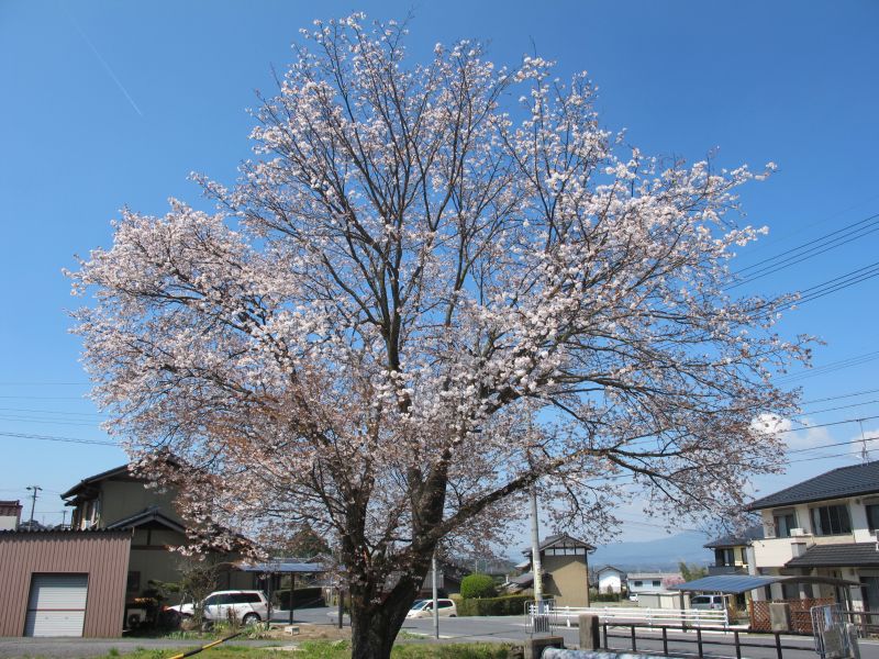 夜桜満開!_f0076731_18105126.jpg