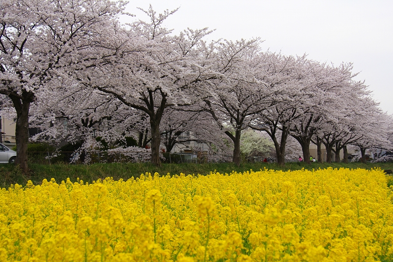 見沼代用水西縁（その２）_f0229832_16144545.jpg