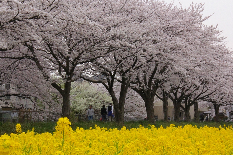 見沼代用水西縁（その２）_f0229832_16163460.jpg