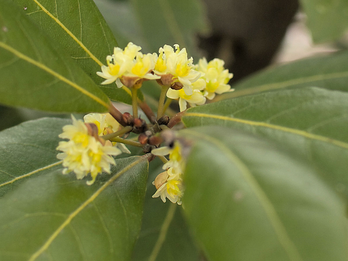 ゲッケイジュ オーレア 月桂樹 オーレア みっちー ふらふらと
