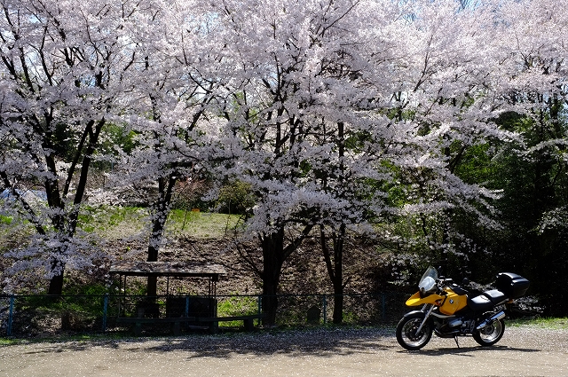 甲州市　慈雲寺　イトサクラ_f0050534_13461411.jpg