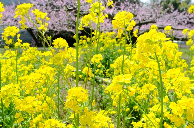 来年のためのロケハン_f0050534_7383589.jpg