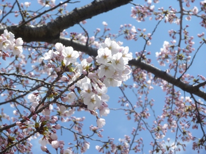 陽射しの中の桜_b0169238_20354980.jpg