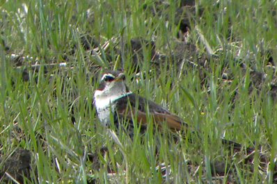 田圃のツグミ Dusky thrush_f0206939_1902194.jpg