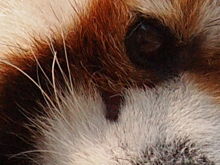 a0149740_824490.jpg