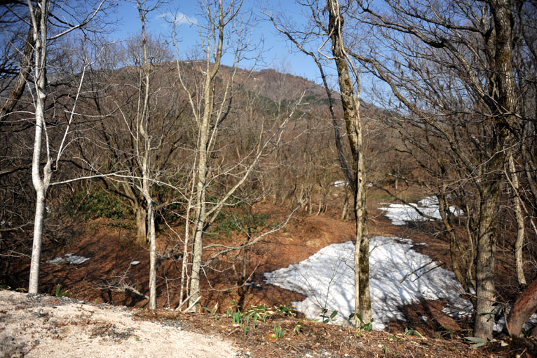 高速道路から見えた桜の花道♪_b0075541_0171930.jpg