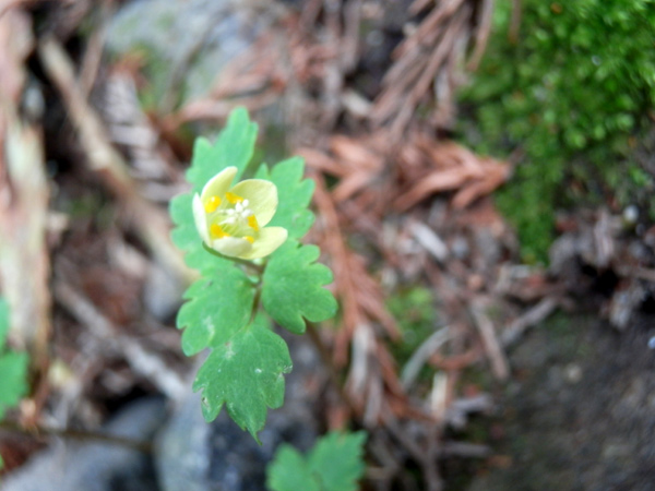 c0047341_2173764.jpg