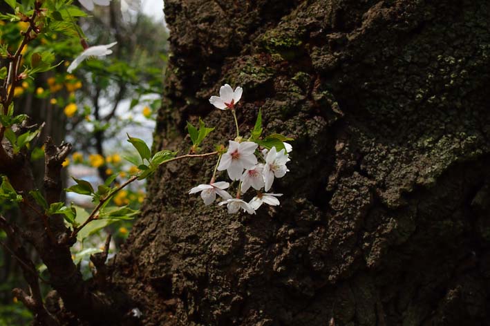 桜と山吹_d0149245_9361895.jpg