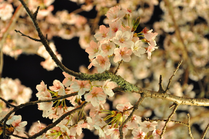 SAKURA_a0203447_2326043.jpg