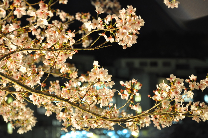 SAKURA_a0203447_23262168.jpg