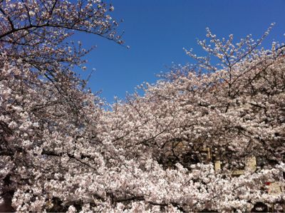 今年初の桜！_f0180651_1523231.jpg