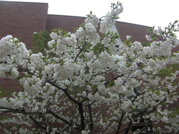 e0243461_11103695.jpg