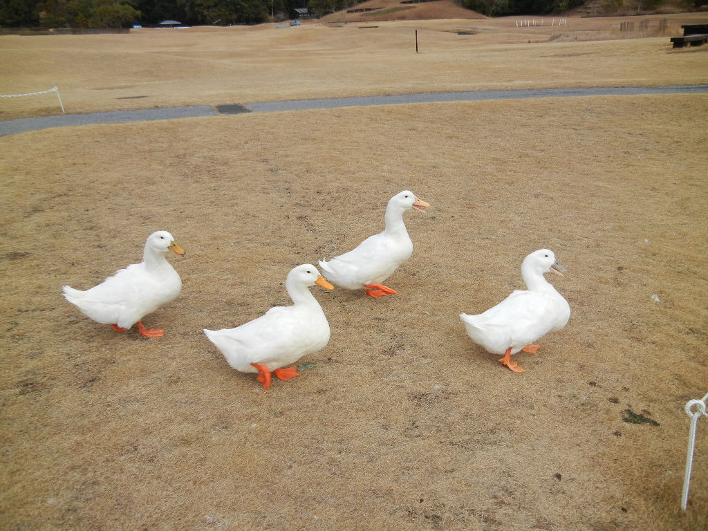 2012年4月20日(木)大きすぎる竹の子なのよ~!_f0060461_1349289.jpg