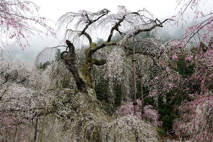 清雲寺 ~桜~_f0222161_21372294.jpg