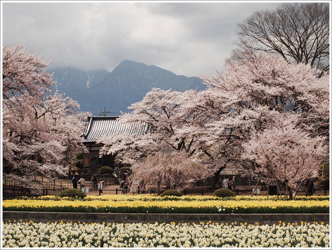 山高神代桜。_d0071563_22283035.jpg