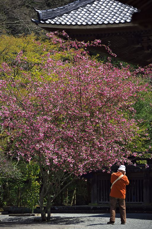 鎌倉　妙本寺(４月１２日）_c0057265_254442.jpg