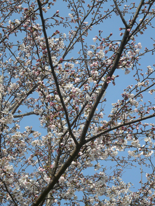 遅くなりましたが！今年の桜！_f0190167_21493883.jpg