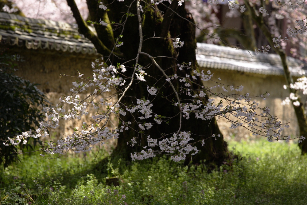 桜　2012 京都　<醍醐寺>_f0021869_0151128.jpg