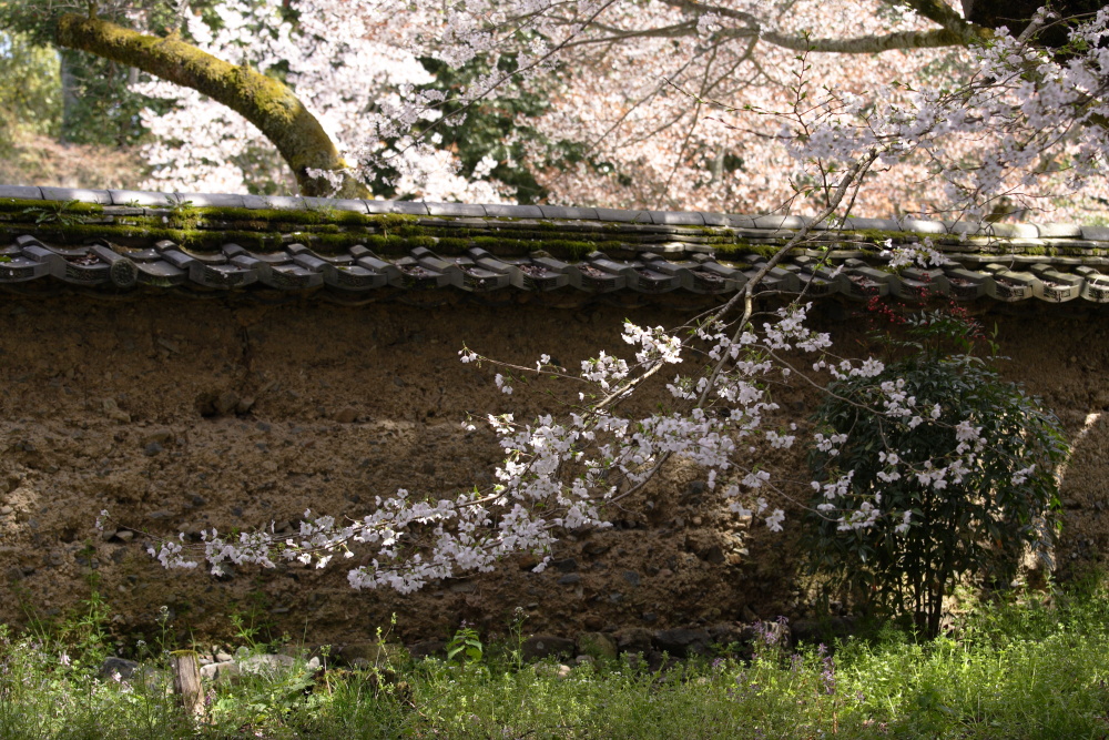 桜　2012 京都　<醍醐寺>_f0021869_0163060.jpg