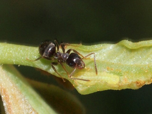 ムラサキツバメ幼虫とアリ_b0135573_17393725.jpg