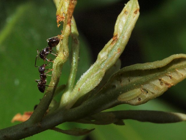 ムラサキツバメ幼虫とアリ_b0135573_17401741.jpg