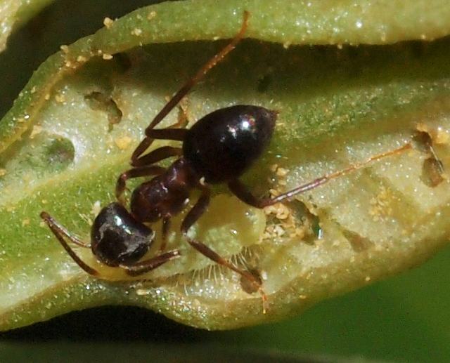 ムラサキツバメ幼虫とアリ_b0135573_174043.jpg