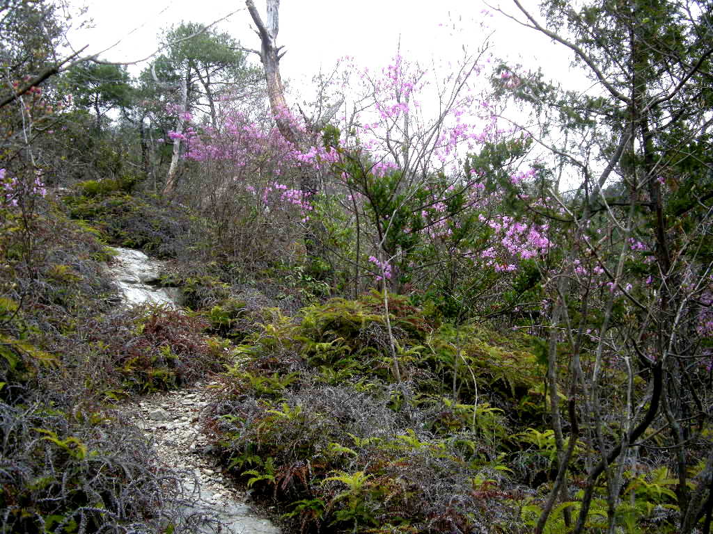 No207 和気アルプス・衝立岩～最高峰　おまけの外国山_b0185573_6184926.jpg