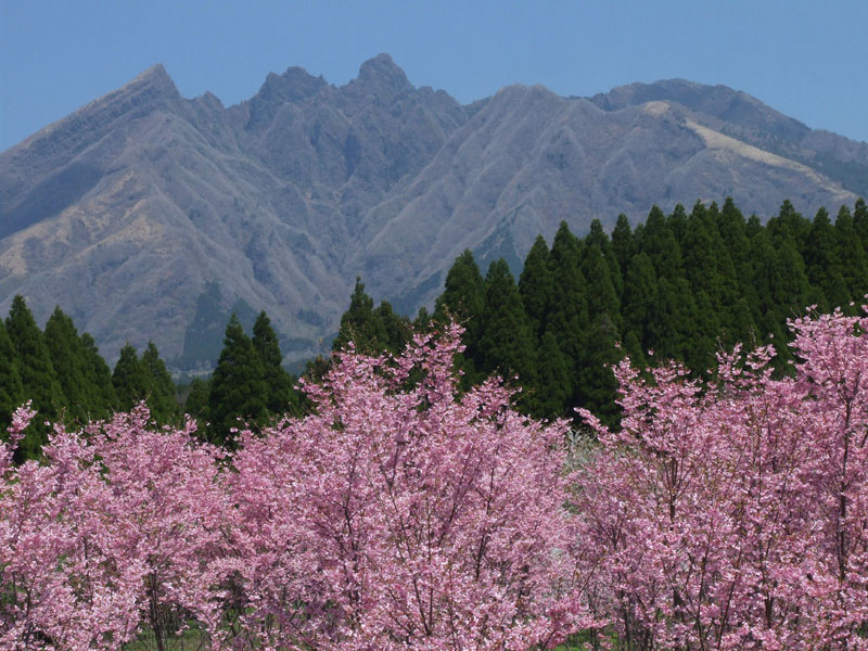 根子の彩り_b0188175_13465711.jpg