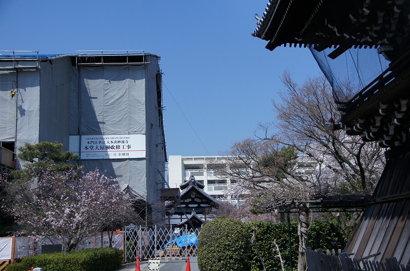 ちょっと桜の街歩き（その２） 本法寺、立本寺の桜_a0206577_23131180.jpg