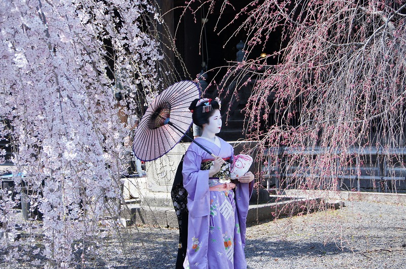 ちょっと桜の街歩き（その２） 本法寺、立本寺の桜_a0206577_23142253.jpg