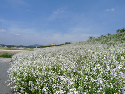 c0152779_1430699.jpg