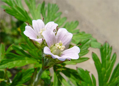 c0152779_14333525.jpg