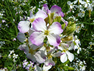 c0152779_1436227.jpg