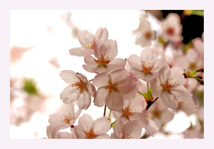  sakura 猫2_c0129381_1739942.jpg