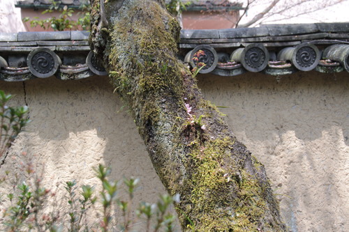 e0024081_823315.jpg