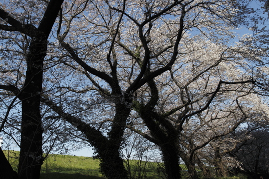 講和桜と二十一世紀桜_e0264082_261549.jpg