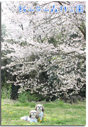 2012年4月15日　飯山白山森林公園とMOTO ROSSO_b0024183_18261671.jpg