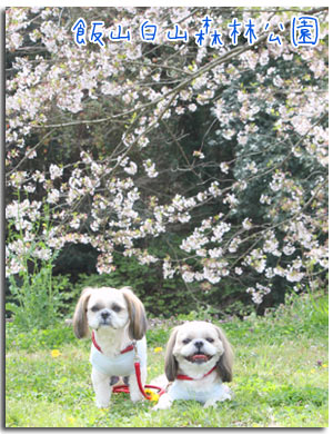 2012年4月15日　飯山白山森林公園とMOTO ROSSO_b0024183_18271128.jpg