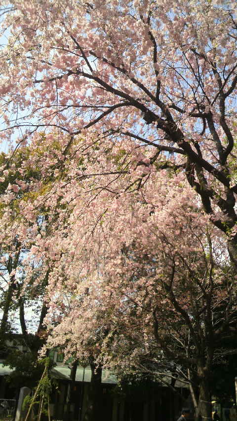 垂れ桜_a0075684_0313529.jpg