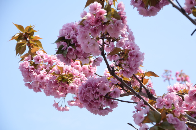 ２０１２年４月　桜の通り抜け＠造幣局_a0052986_22495916.jpg